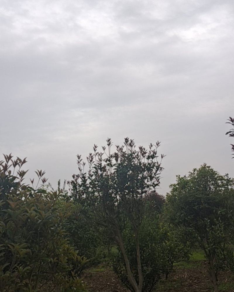 桂花树(金桂)