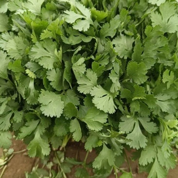香菜