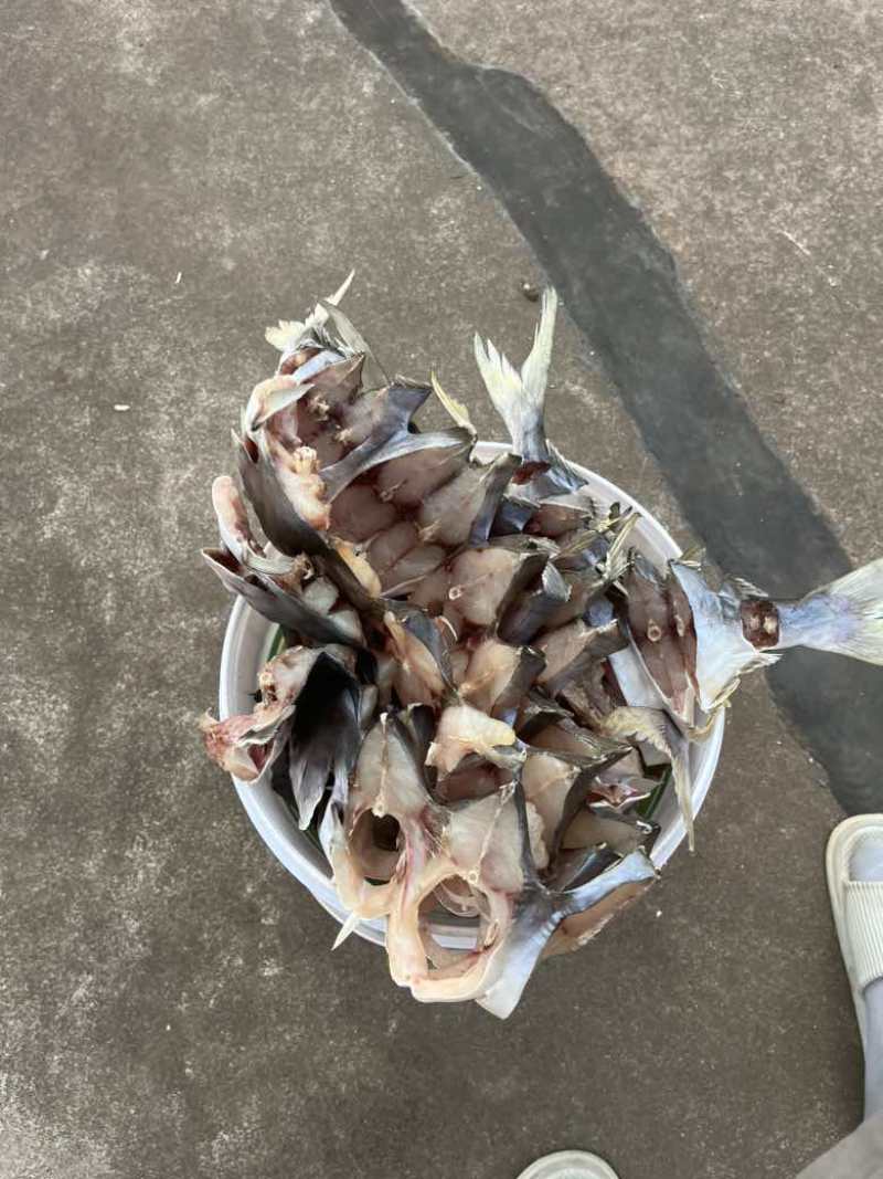 深海金鲳鱼干