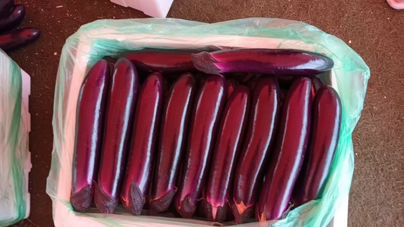 长茄子紫茄大量供应品质保障产地直发可视频看货欢迎采购。