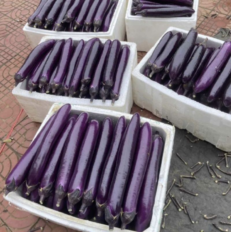长茄子紫茄大量供应品质保障产地直发可视频看货欢迎采购。
