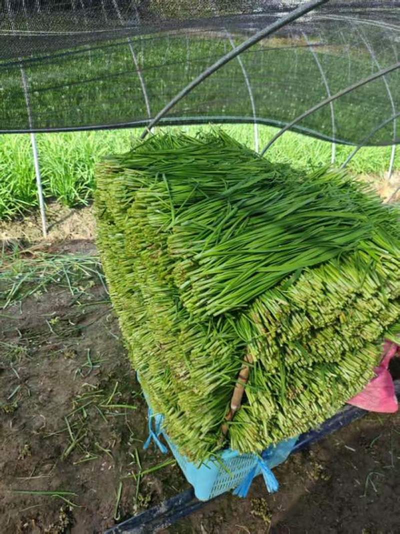 大叶韭菜广东徐闻韭菜产地直发全国发货价格实惠电商批发