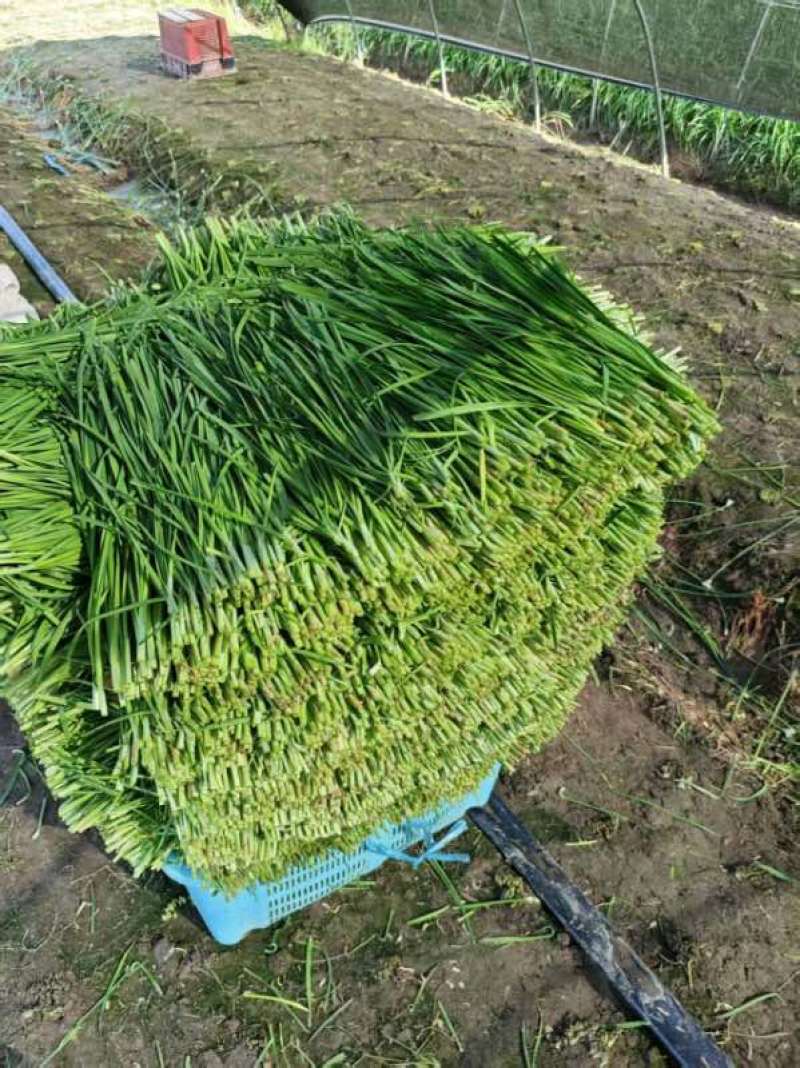大叶韭菜广东徐闻韭菜产地直发全国发货价格实惠电商批发