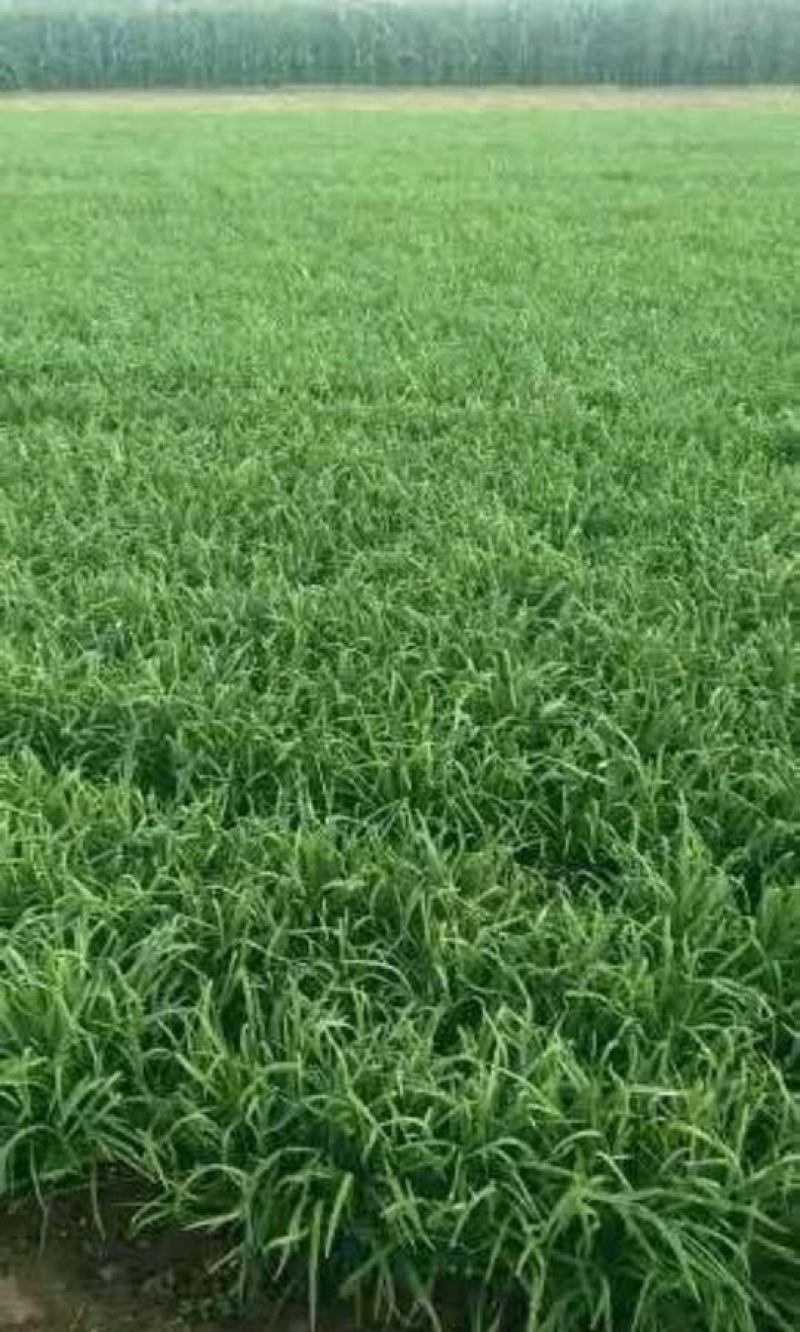 大叶韭菜广东徐闻韭菜产地直发全国发货价格实惠电商批发
