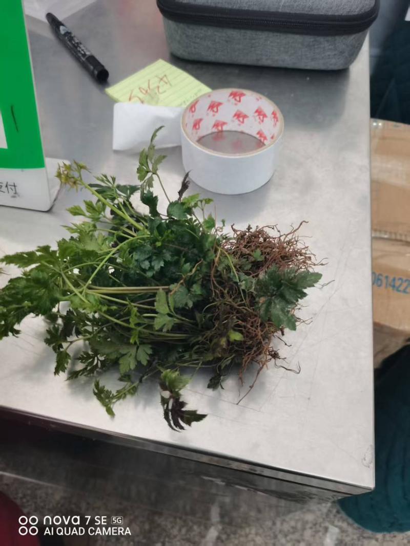 正宗鸡爪黄连苗，黄连苗，产地直供