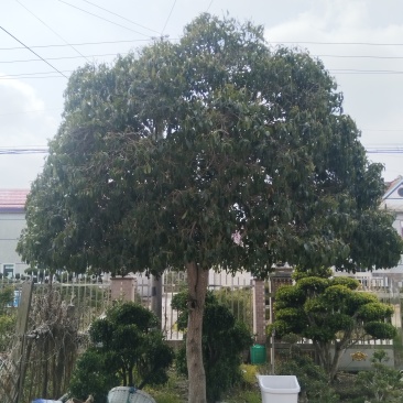 高杆桂花。