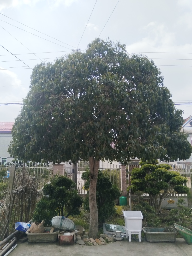 高杆桂花。