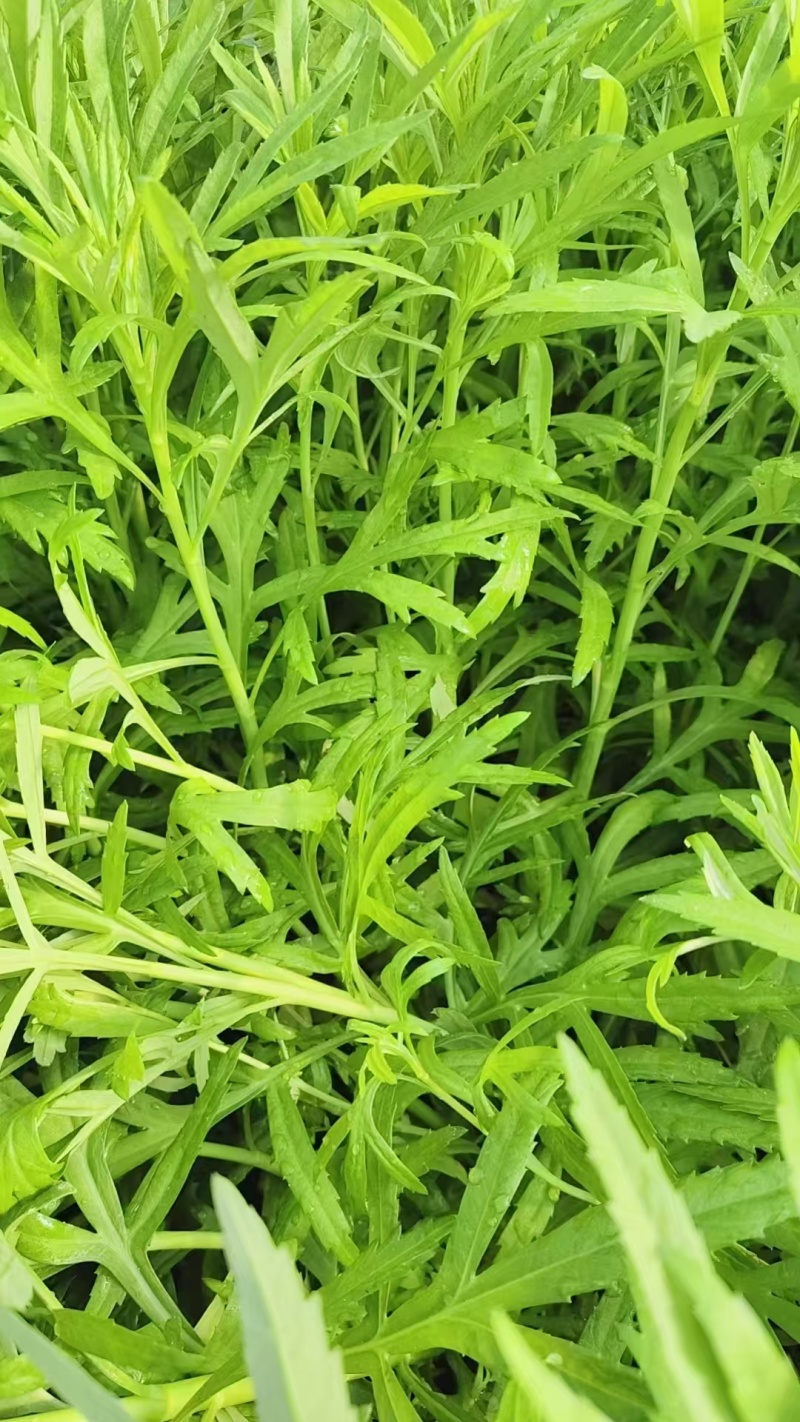 藜蒿
