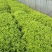 藜蒿