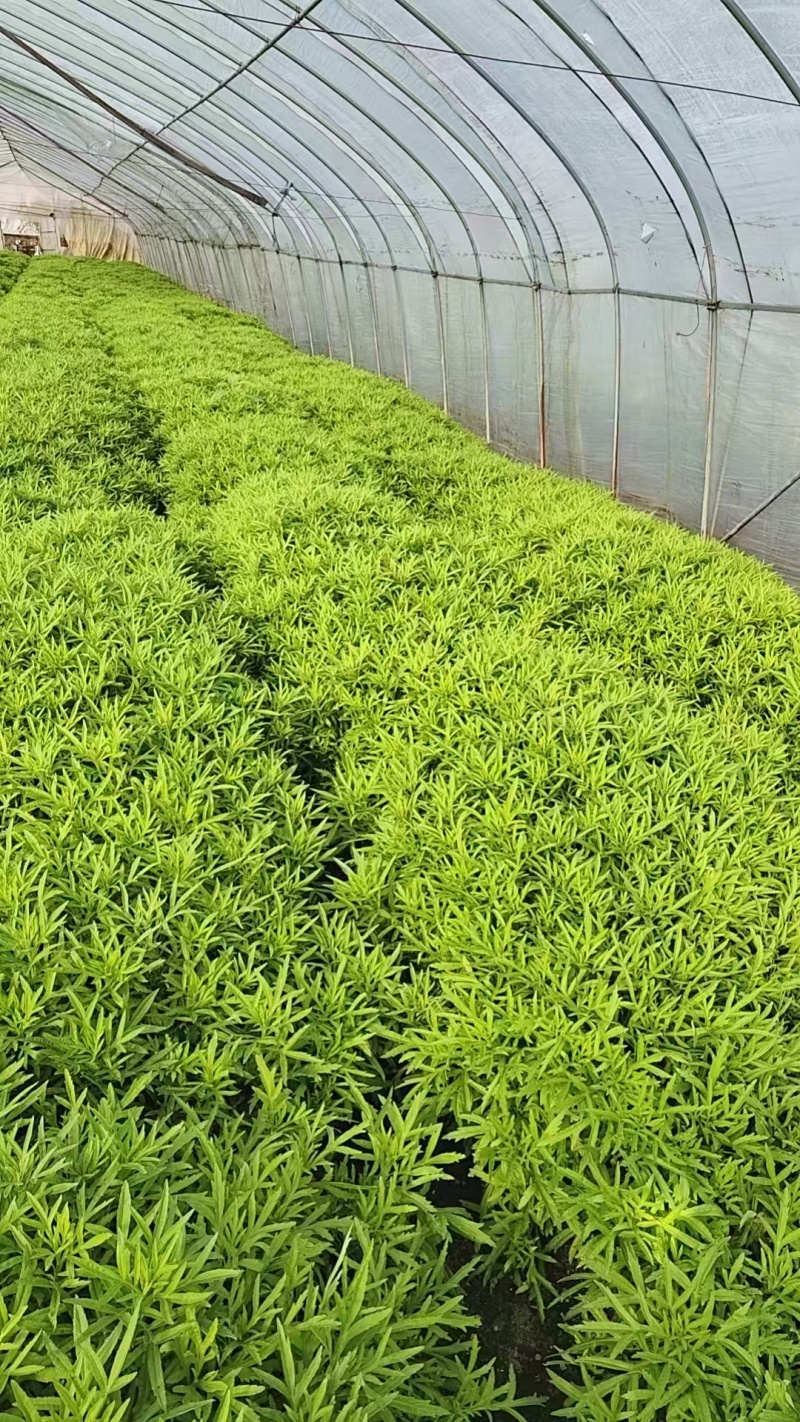 藜蒿