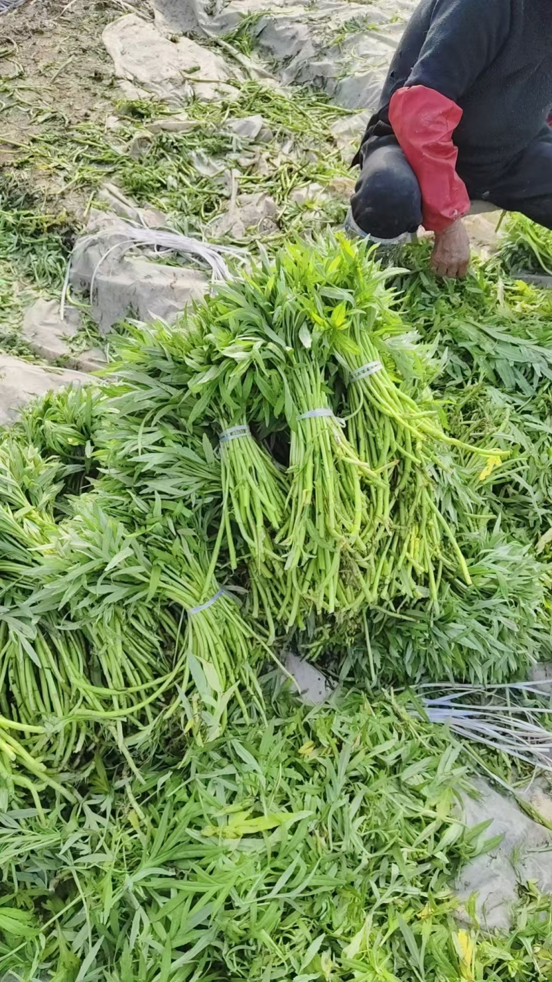 藜蒿
