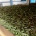 很困难.但是依然在坚持。一个茶农的无奈………………茶青制作成