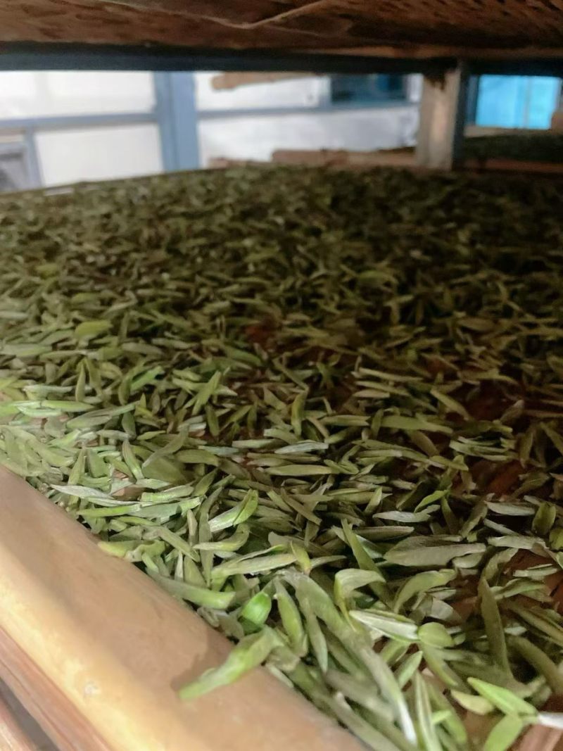 很困难.但是依然在坚持。一个茶农的无奈………………茶青制作成