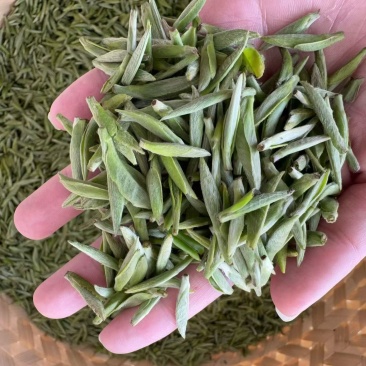 很困难.但是依然在坚持。一个茶农的无奈………………茶青制作成