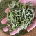 很困难.但是依然在坚持。一个茶农的无奈………………茶青制作成