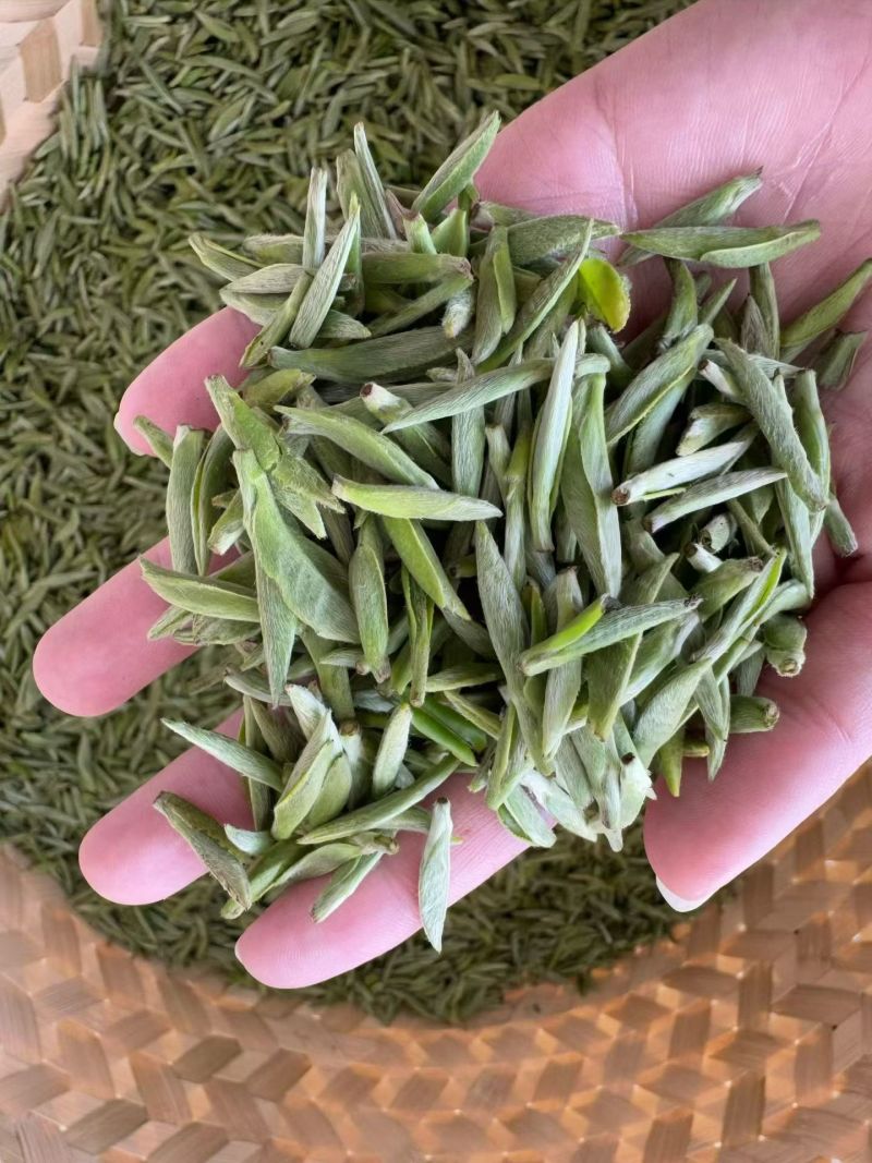 很困难.但是依然在坚持。一个茶农的无奈………………茶青制作成