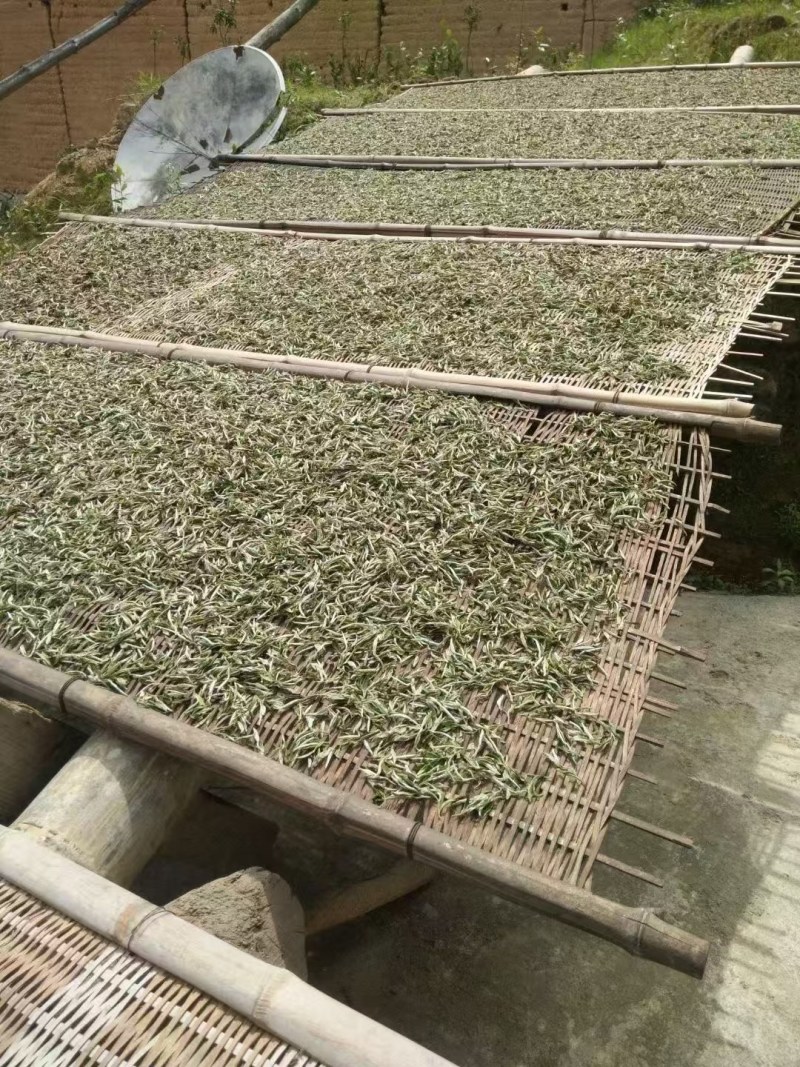 很困难.但是依然在坚持。一个茶农的无奈………………茶青制作成