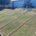 很困难.但是依然在坚持。一个茶农的无奈………………茶青制作成