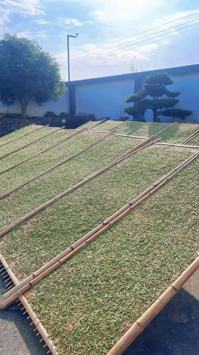 很困难.但是依然在坚持。一个茶农的无奈………………茶青制作成