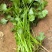 大叶香菜