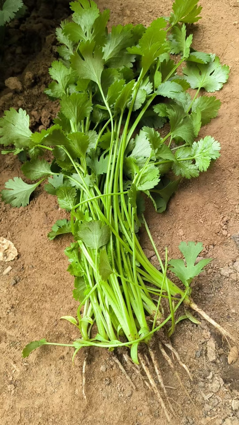 大叶香菜