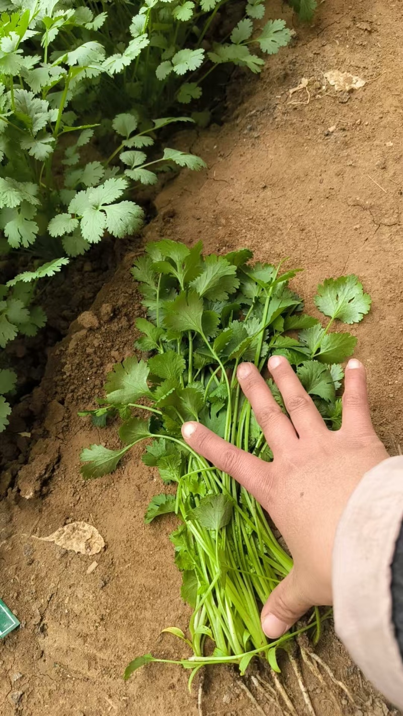 大叶香菜