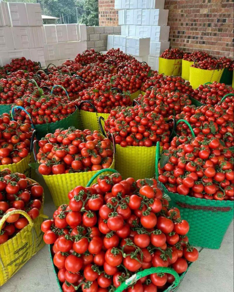 西红柿🍅