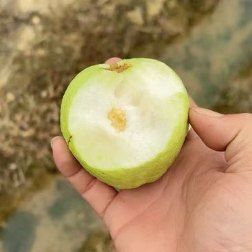 番石榴