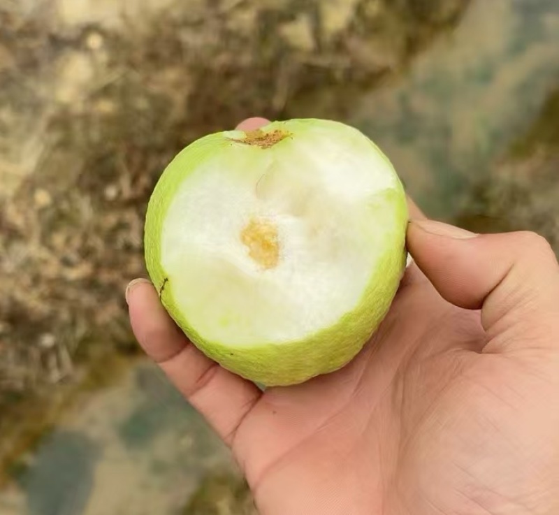番石榴