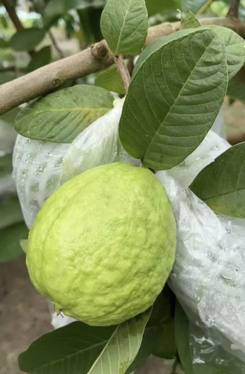 番石榴