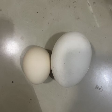 鹅蛋