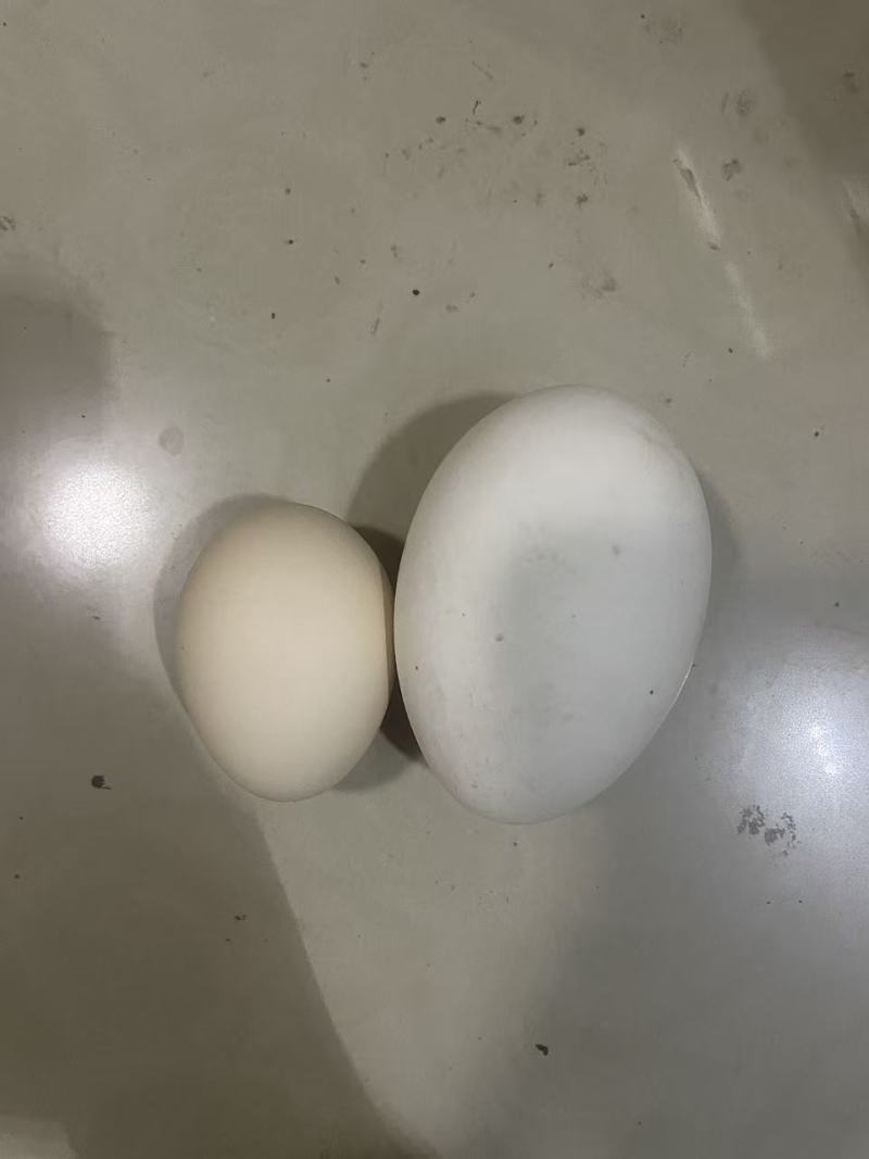 鹅蛋