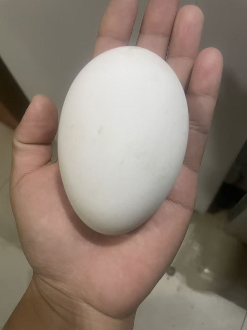 鹅蛋