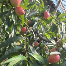 油桃