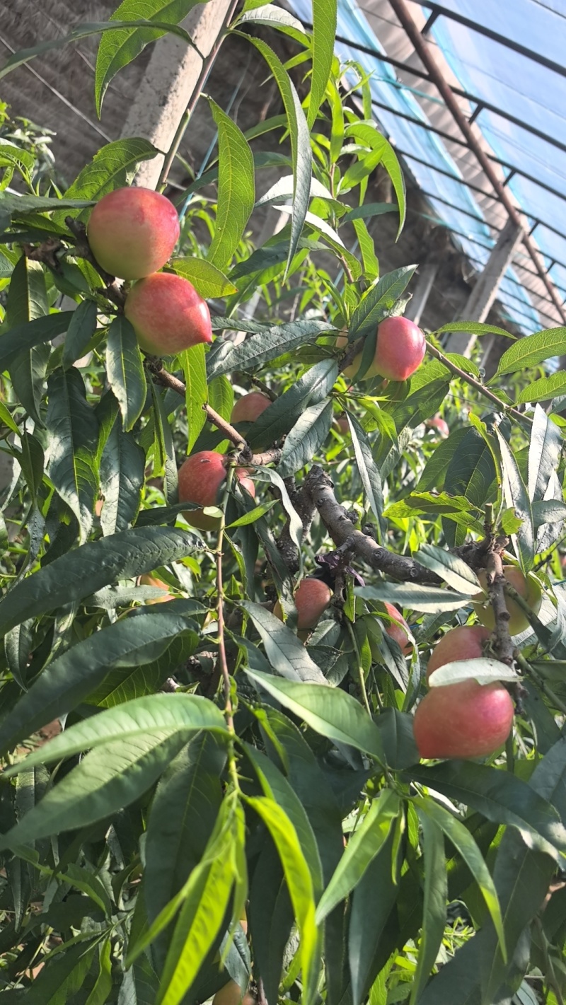 油桃