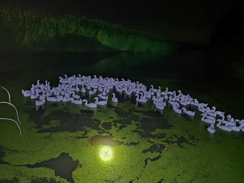 散养土鹅蛋