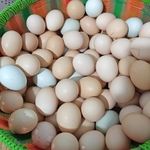 农村土鸡蛋