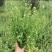 新鲜老荠菜带花带籽带根