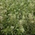 新鲜老荠菜带花带籽带根