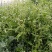 新鲜老荠菜带花带籽带根