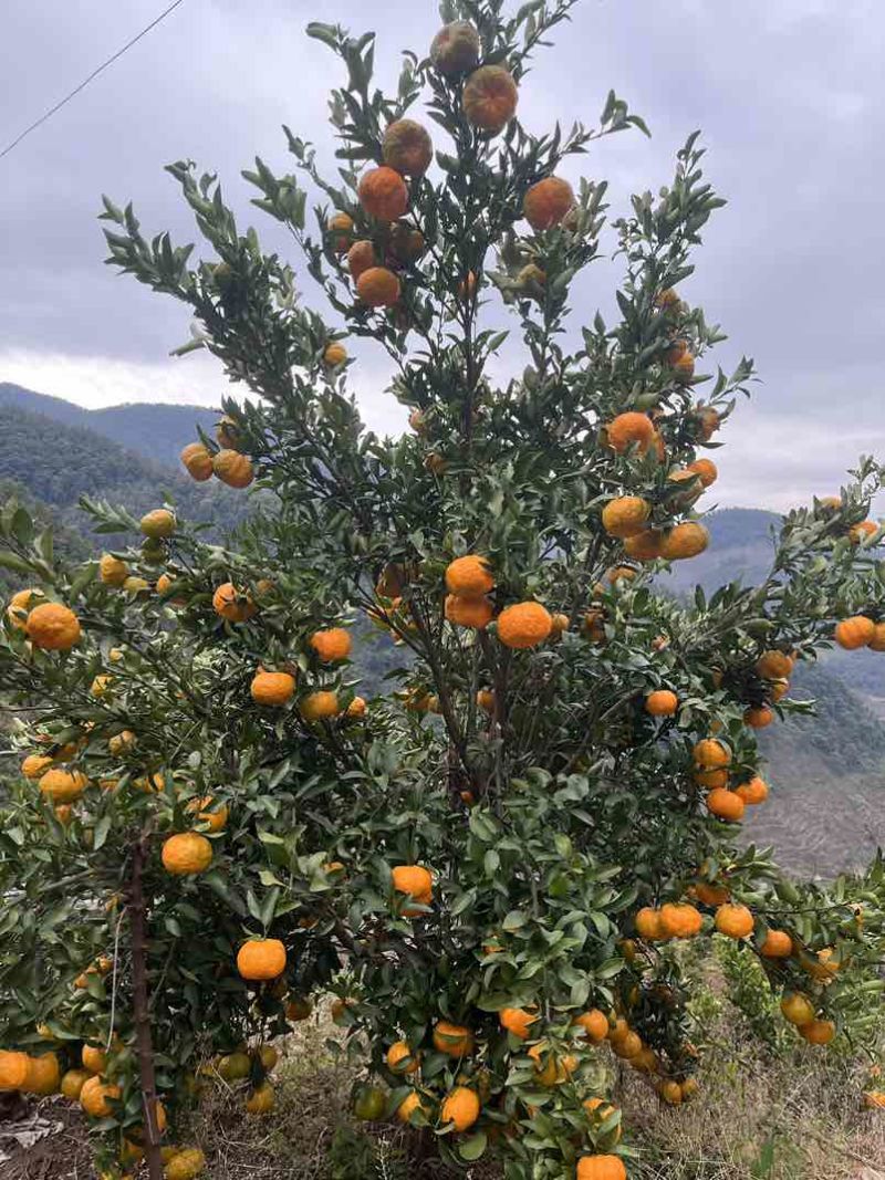 高山晚熟碰柑！