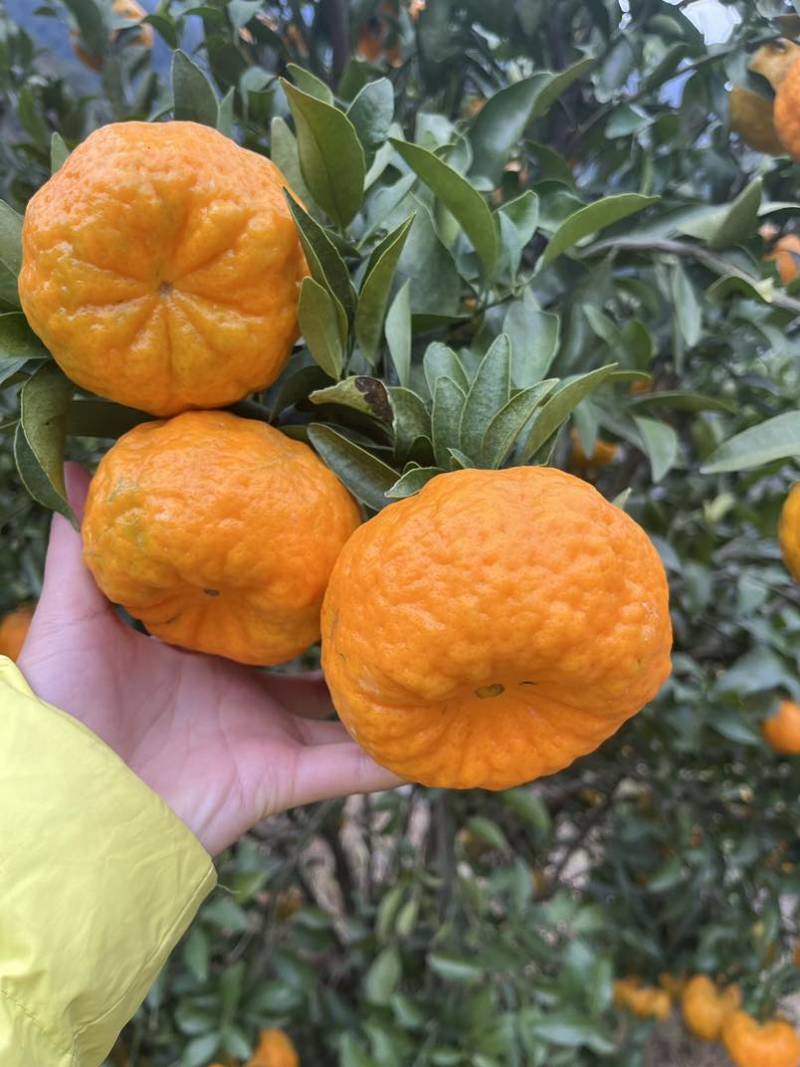 高山晚熟碰柑！