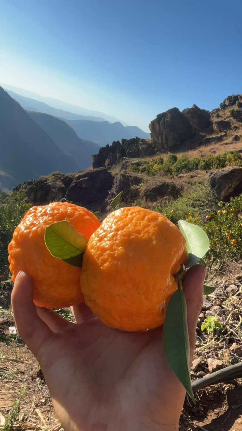 高山晚熟碰柑！