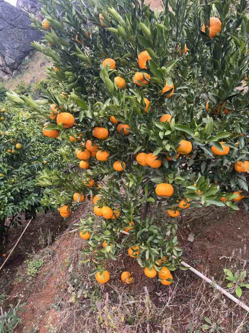 高山晚熟碰柑！