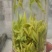 恩施富硒白茶