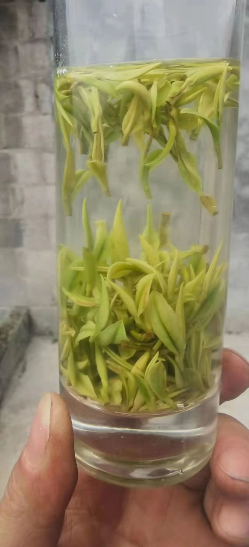 恩施富硒白茶