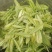 恩施富硒白茶
