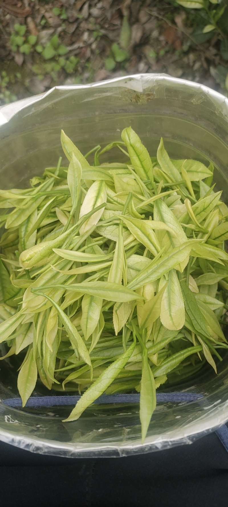 恩施富硒白茶