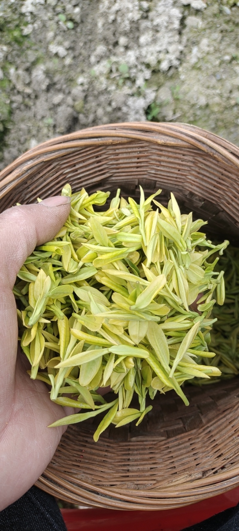 恩施富硒白茶