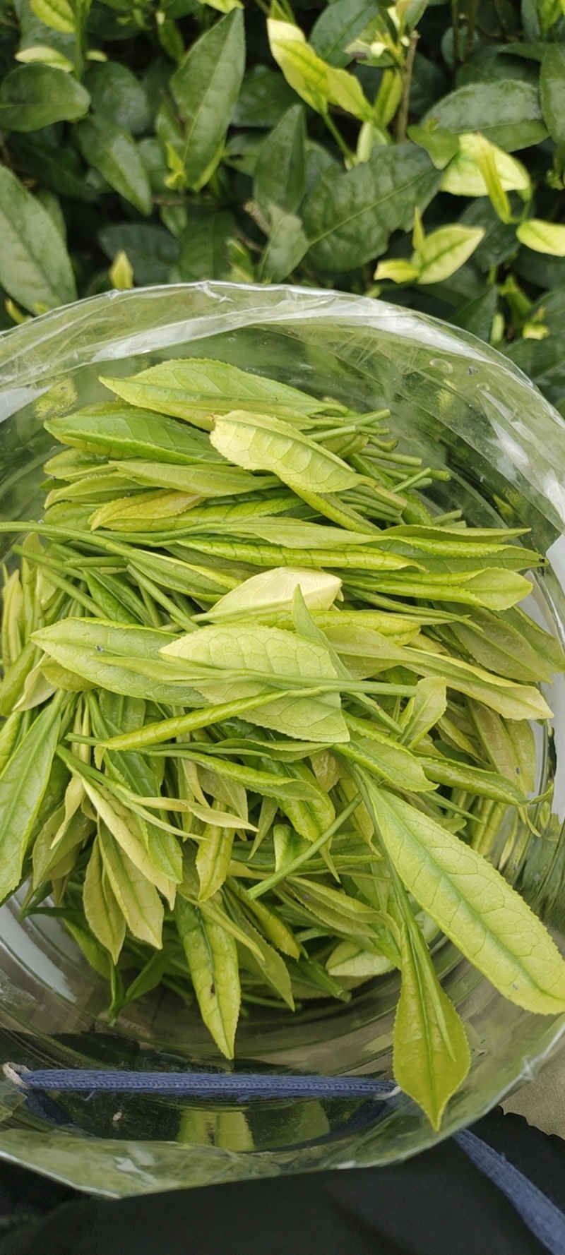 恩施富硒白茶